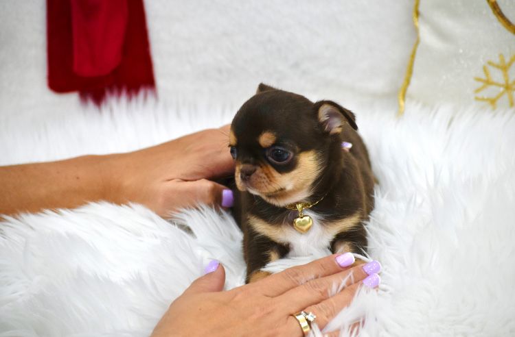 Cudna  Mini Chocolate Tan suczka  Chihuahua