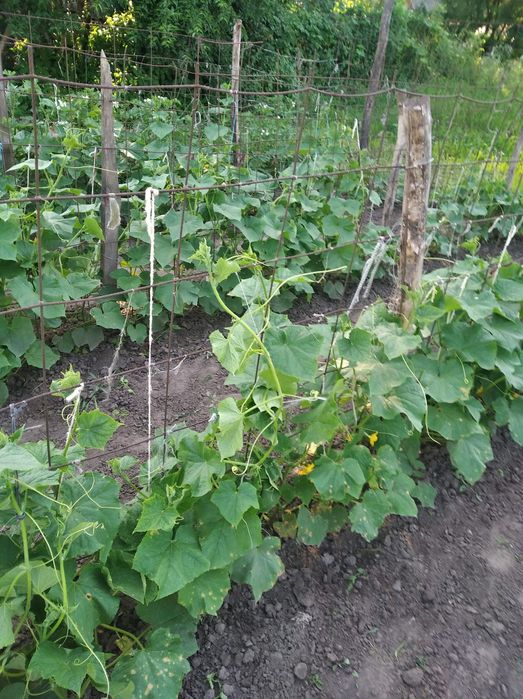 Продам будинок с.Осовець Чернігівська обл. за 75 км. від Києва!
