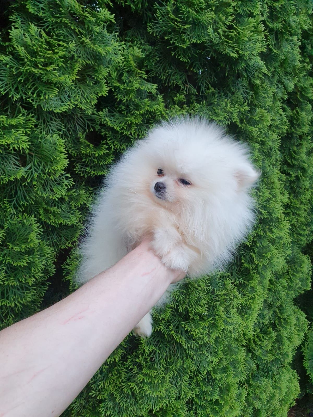 Suczka - Szpic miniaturowy Pomeranian