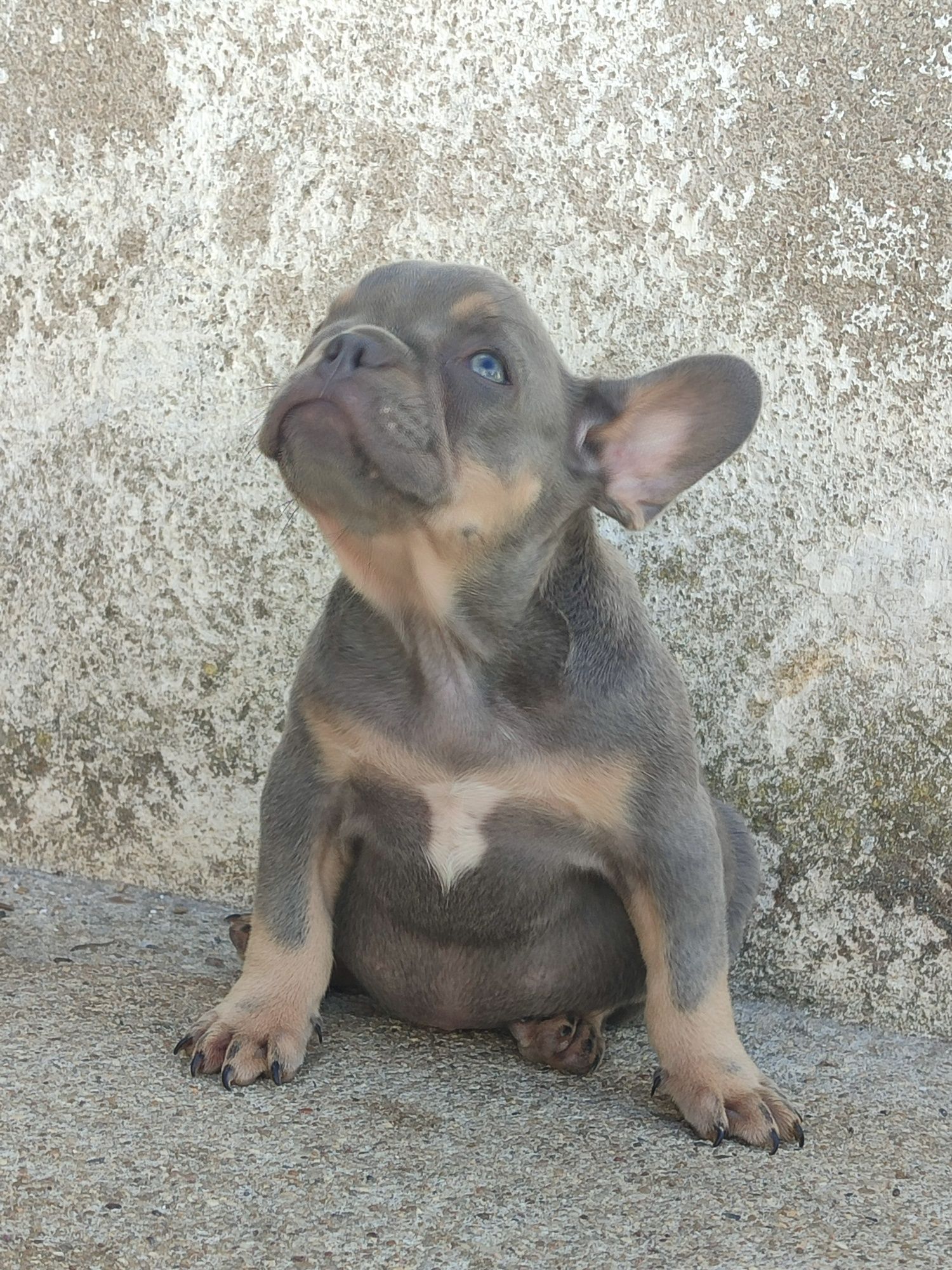 Bulldog francês fêmea
