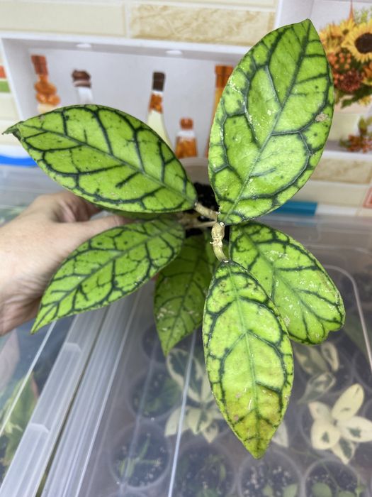 Хойя Hoya різні види