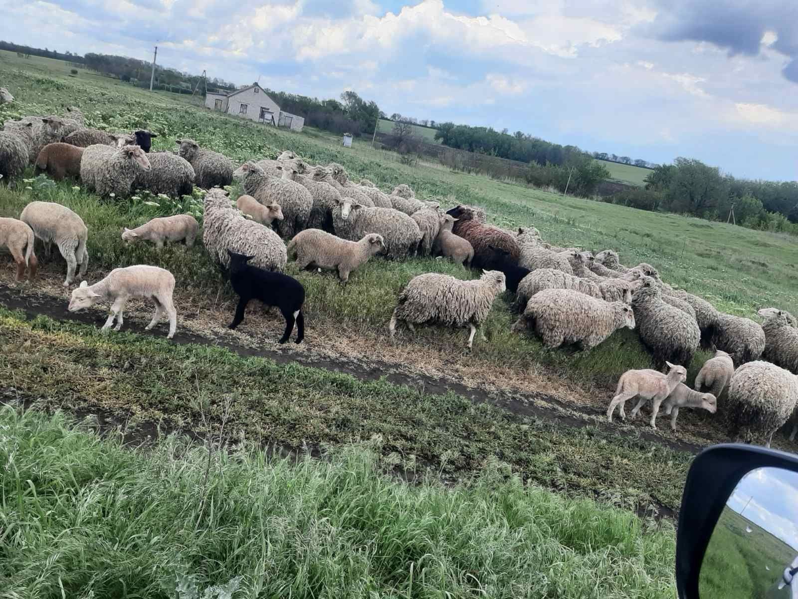 Бараны-меренос качество