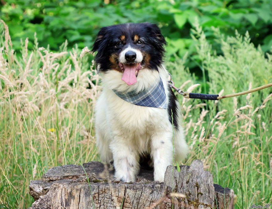 Odebrany interwencyjnie Fąfel szuka kochającego domu