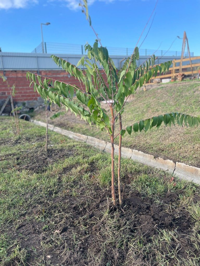Serviços Jardinagem e Vedações Madeira
