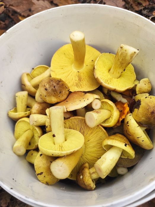 Sprzedam ostatnie grzyby gąski zieleniatki