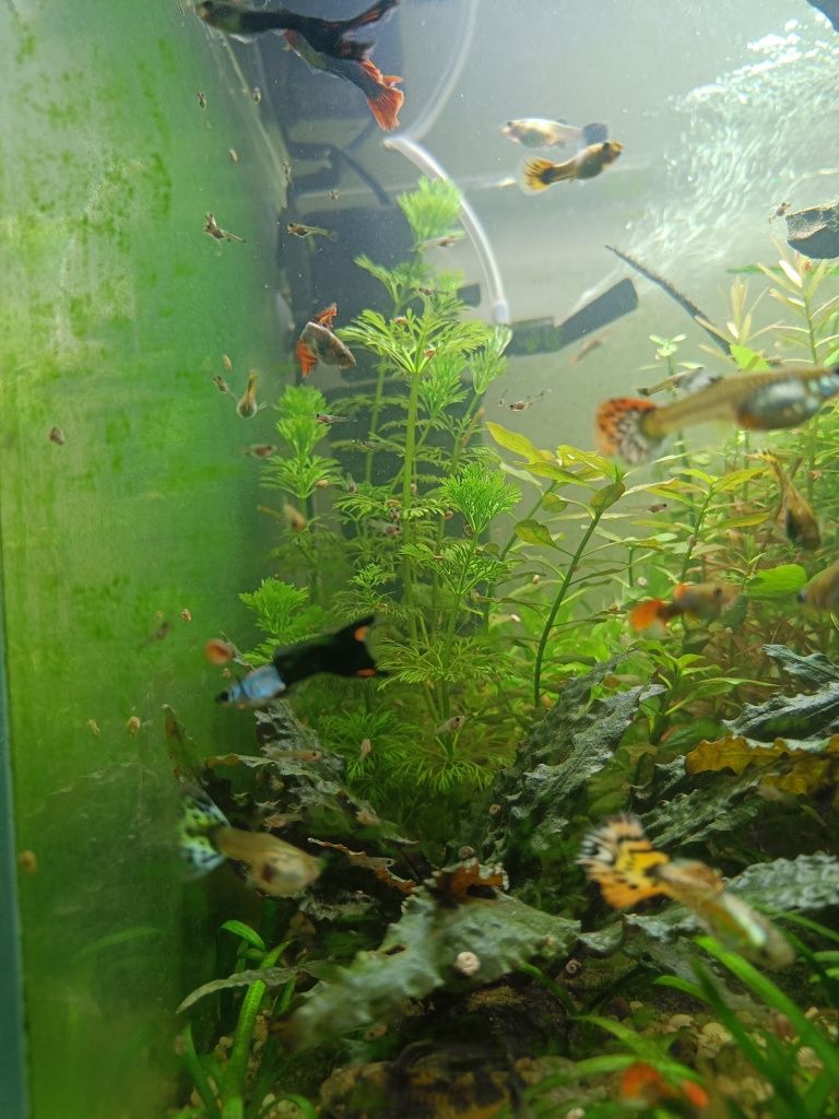 Młode gupiki pawie oczko  50-70szt
