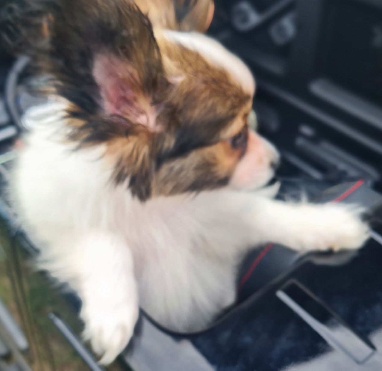 Spaniel kontynentalny miniaturowy Papillon-piesek