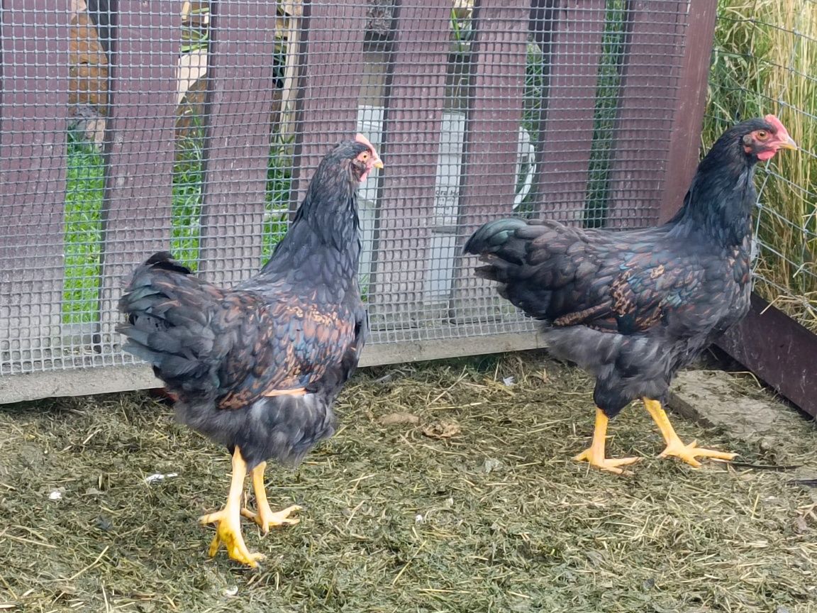 Kogut Barnevelder