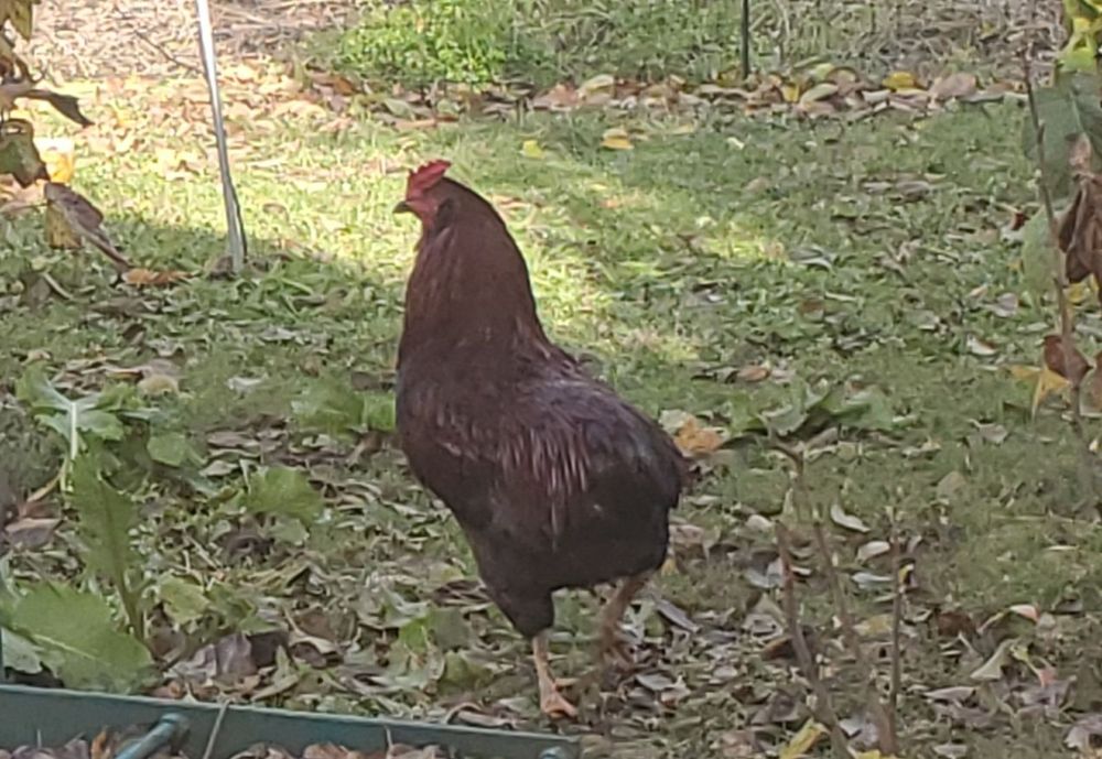 Півні араукана  1 рік