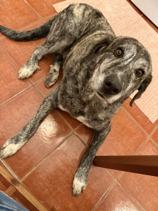 Cadela Rafeiro Alentejano esterilizada