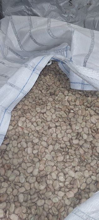 Nasiona bobu bób zbiór 2025