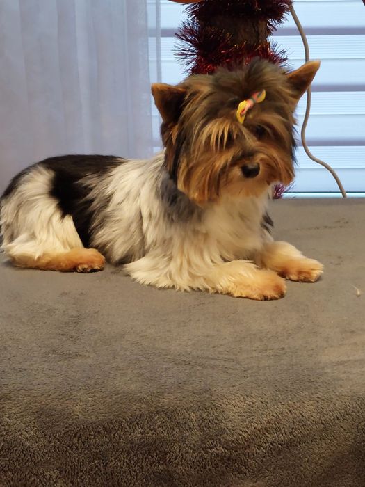 Suczka Yorkshire terrier Biewer
