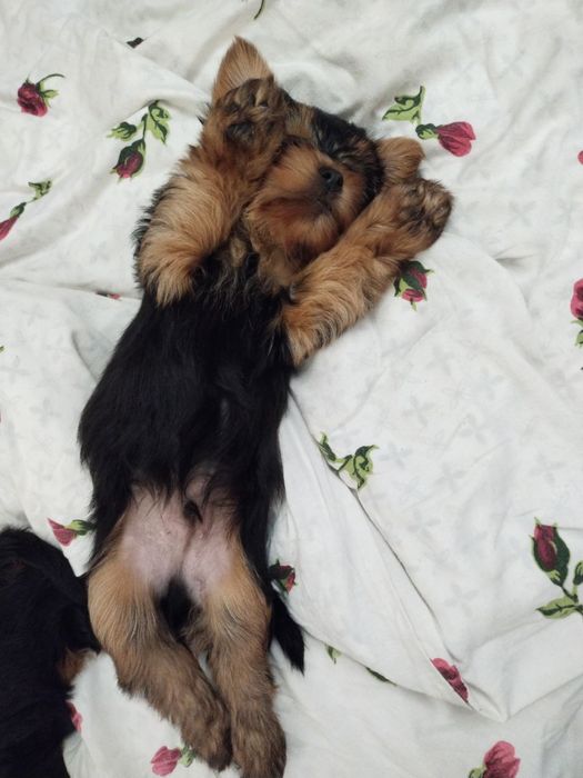 Йоркширский терьер