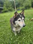 husky mix Cukierek szuka domu -schronisko Zgierz -aktualne