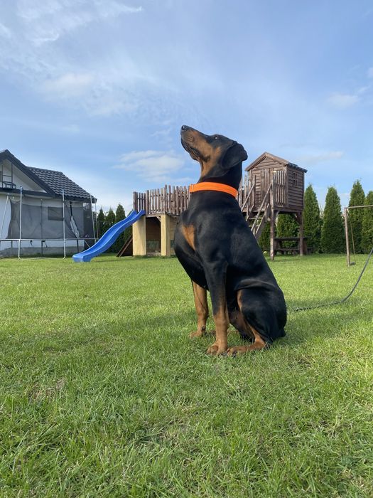 Doberman szczeniak suczka