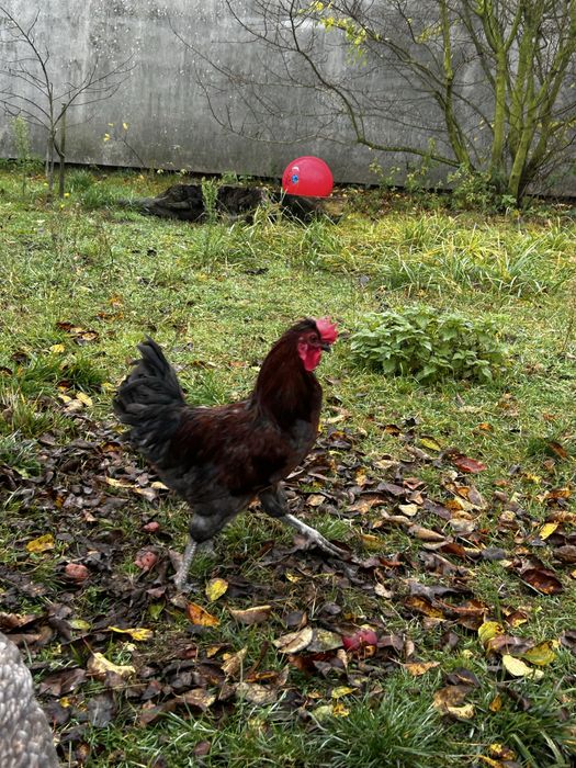 Kogut z marca tego roku