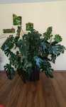 Piękna Monstera Kwiat doniczkowy Monster
