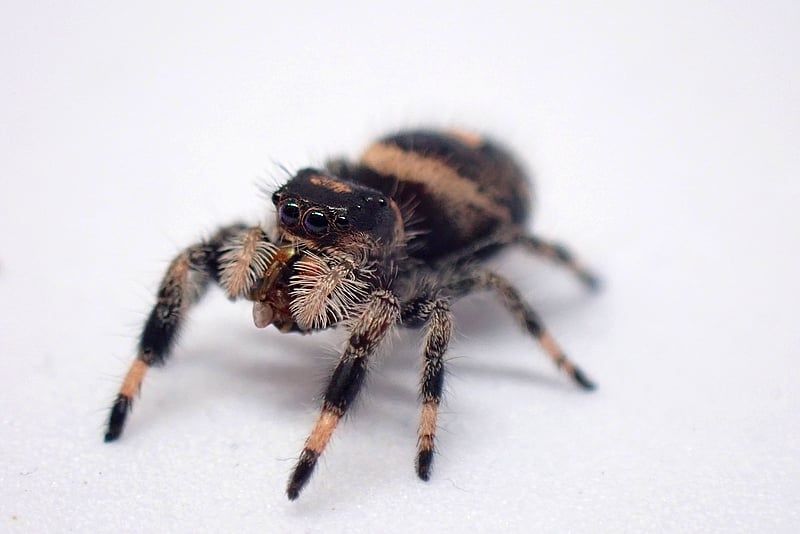 Skakun królewski Phidippus regius Floryda L6/7