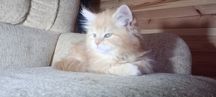 Maine coon, kocur, kotek , rudy kot