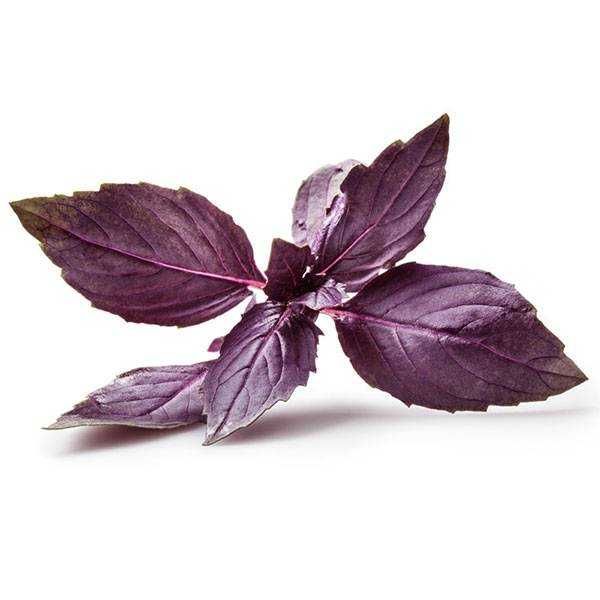 50 Sementes de Manjericão Roxo