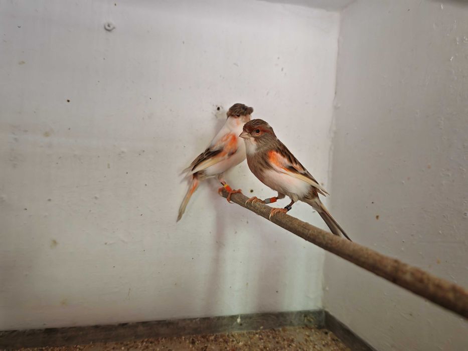 Casais Canários Arlequim Português