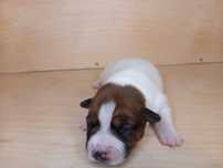 Suczka Jack Russell Terrier FCI / ZKwP (GŁADKOWŁOSA suka , szczeniak)