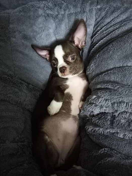 Чихуахуа девочка