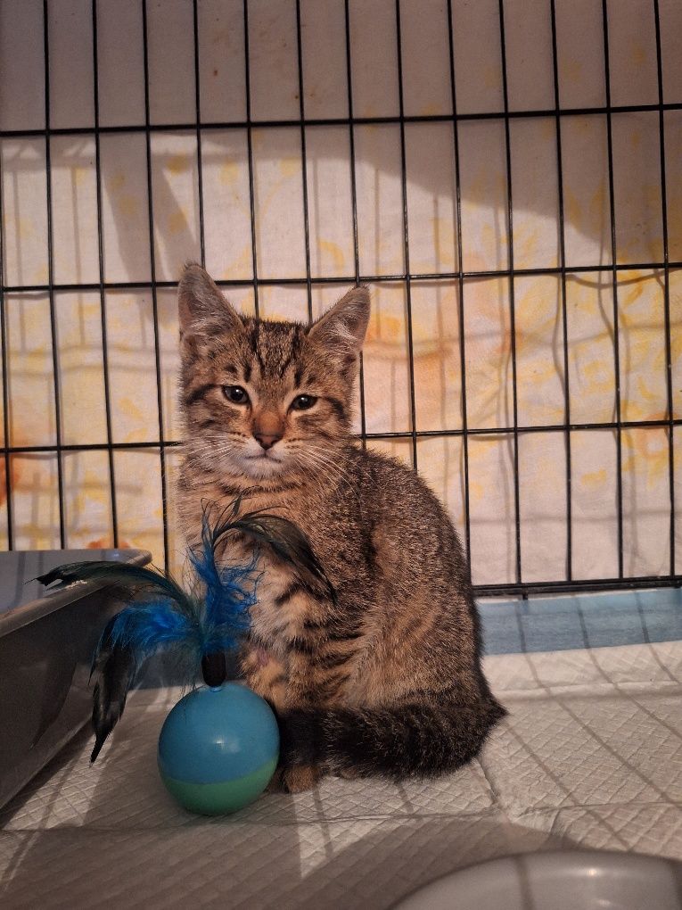 Kotka do adopcji