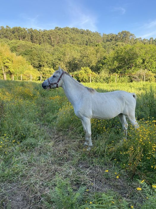 Cavalo cruzado castrado