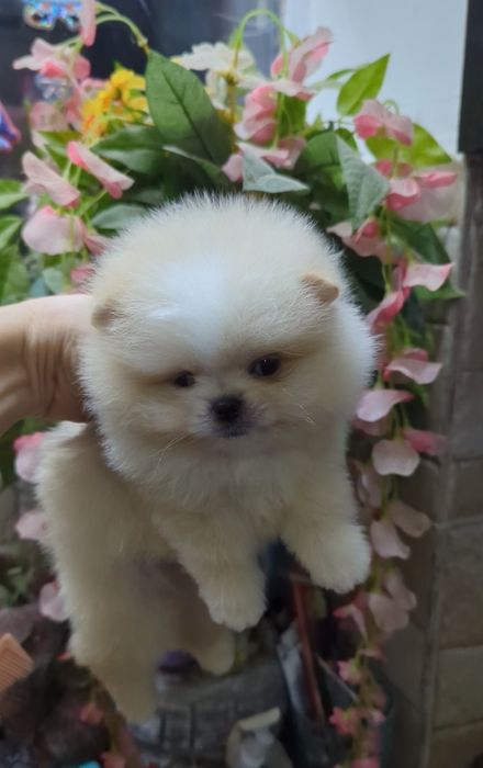 Мини мальчик кремовый