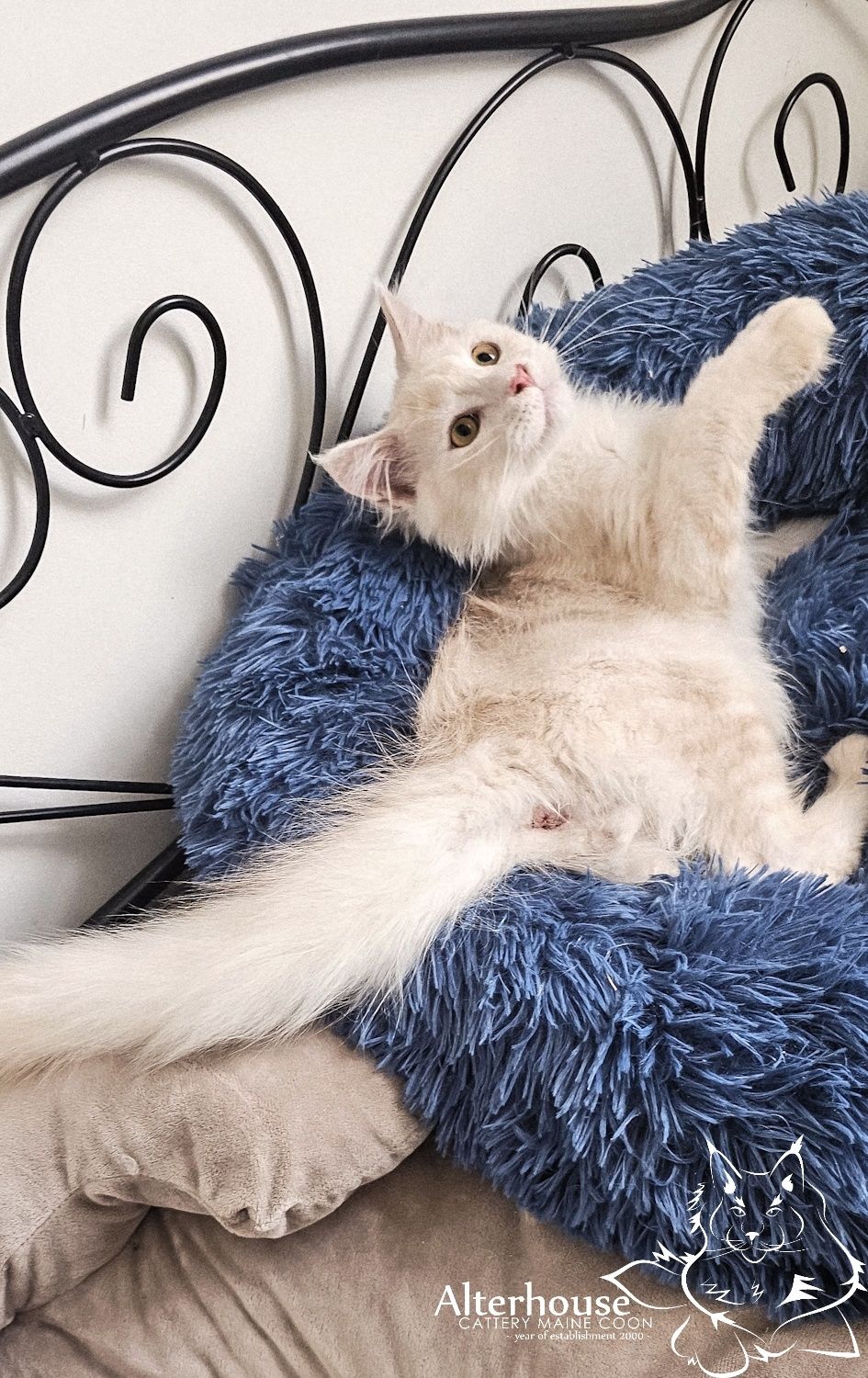 Srebrzysty kremowy kocur Maine Coon rodowód Felis Polonia FPL