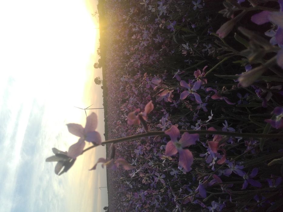 Maciejka dwuroga rórzowata