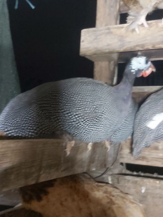 Galinhas da angola (fracas).