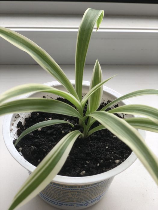 Хлорофітум щепка