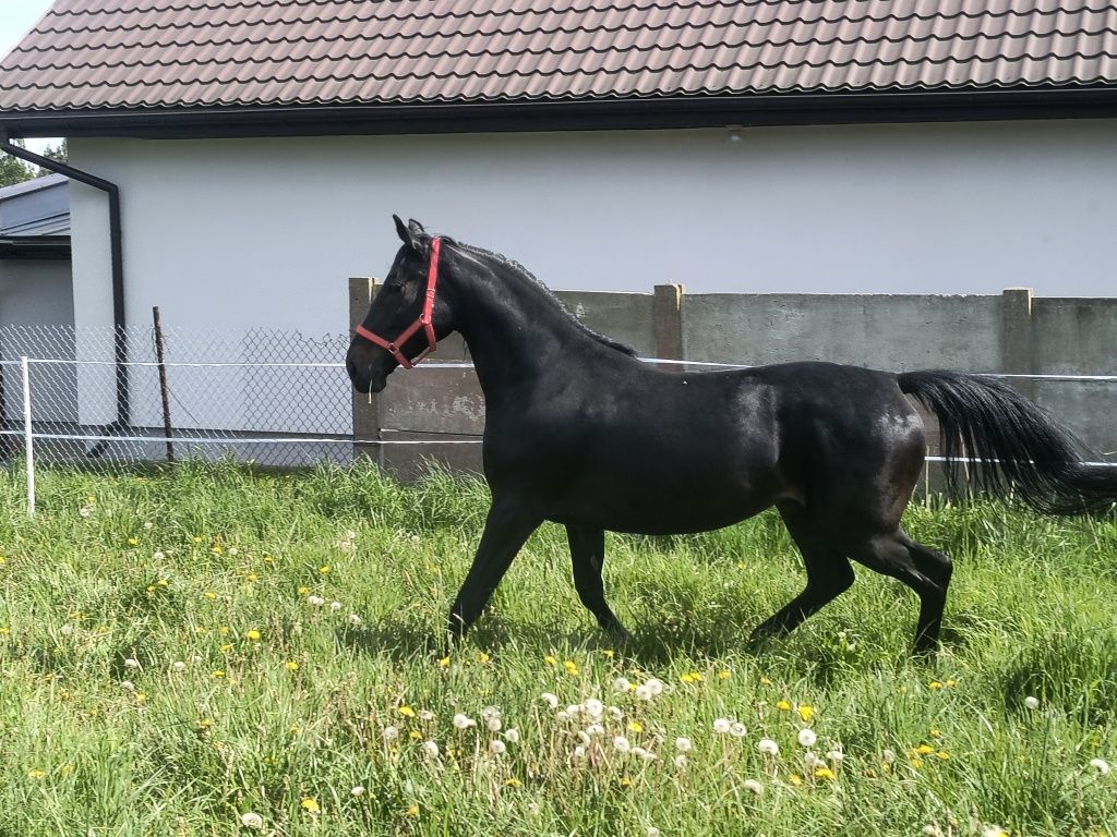 Sprzedam klacz skarogniada