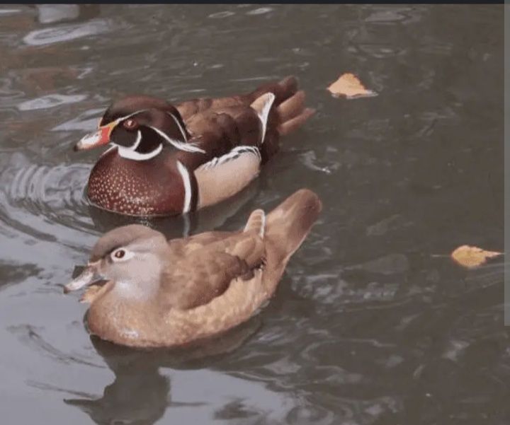 Pata carolino cor canela