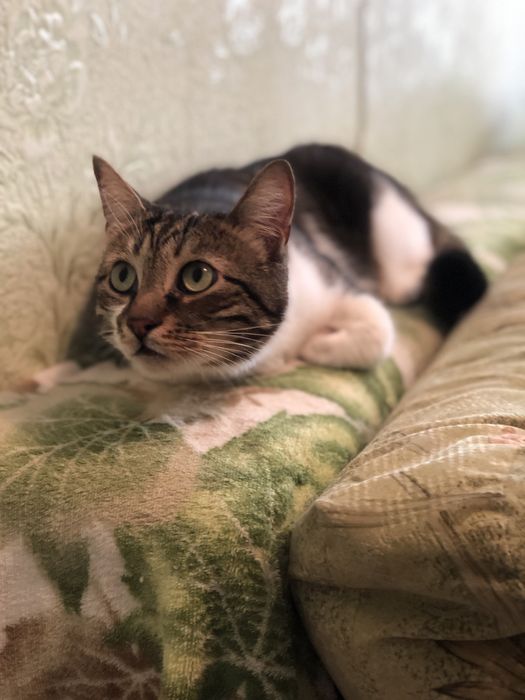 Котик Бусік 2 р. кастрований.