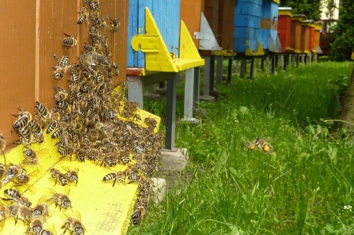 PIERZGA PSZCZELA ręcznie czyszczona - zdrowsza niż PYŁEK PSZCZELI