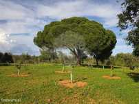 Terreno  para venda