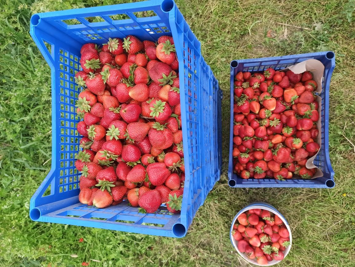 Продам Полуницю полуниця