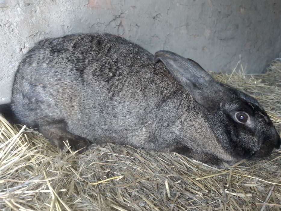 В продаже кролики