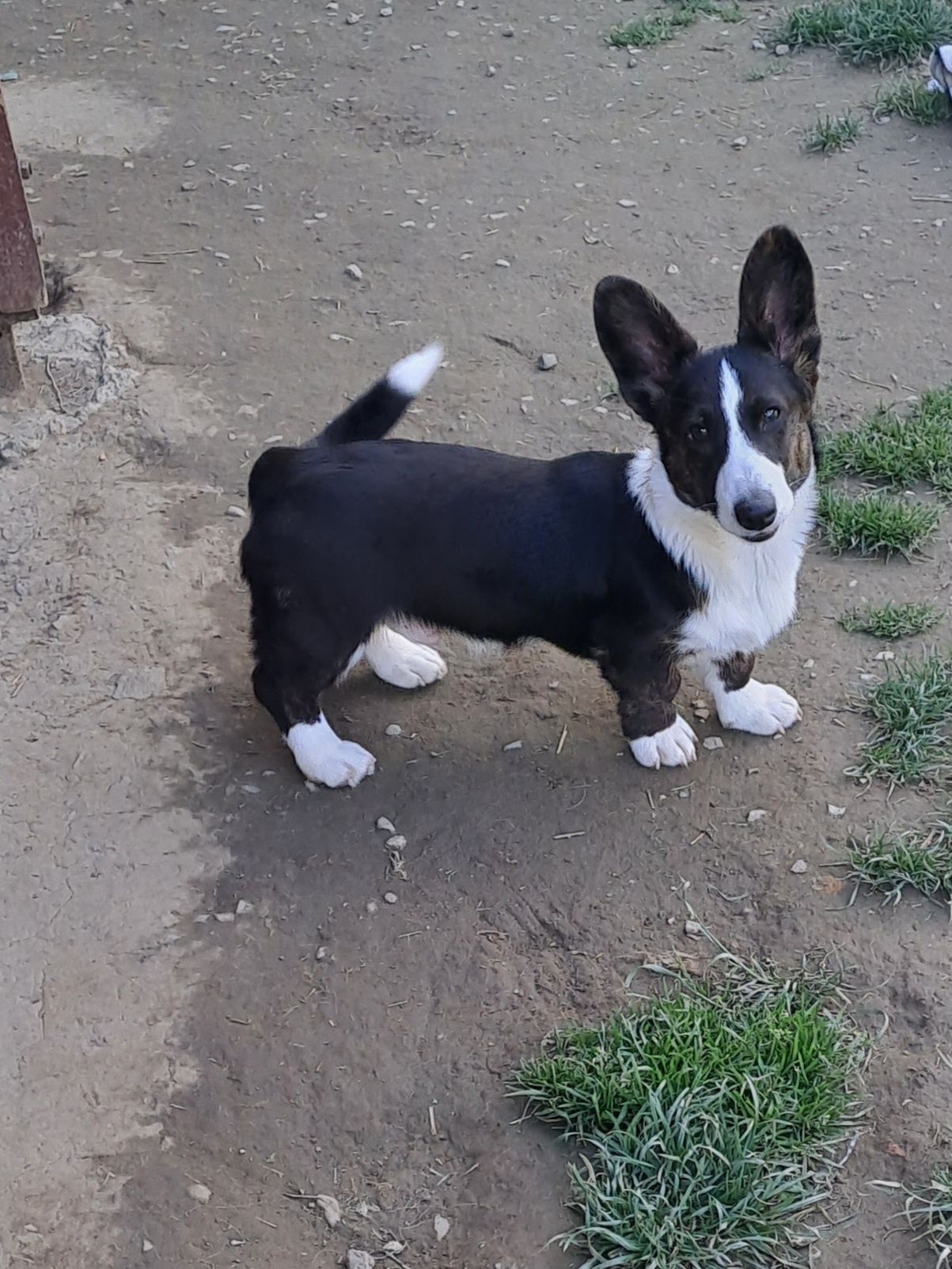**DOLAR** Welsh Corgi Cardigan xxs gotowy do zmiany opiekuna