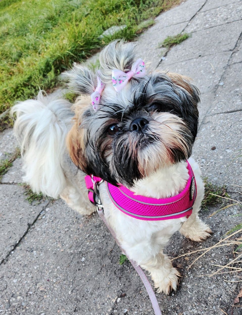 Szelki dla shih tzu