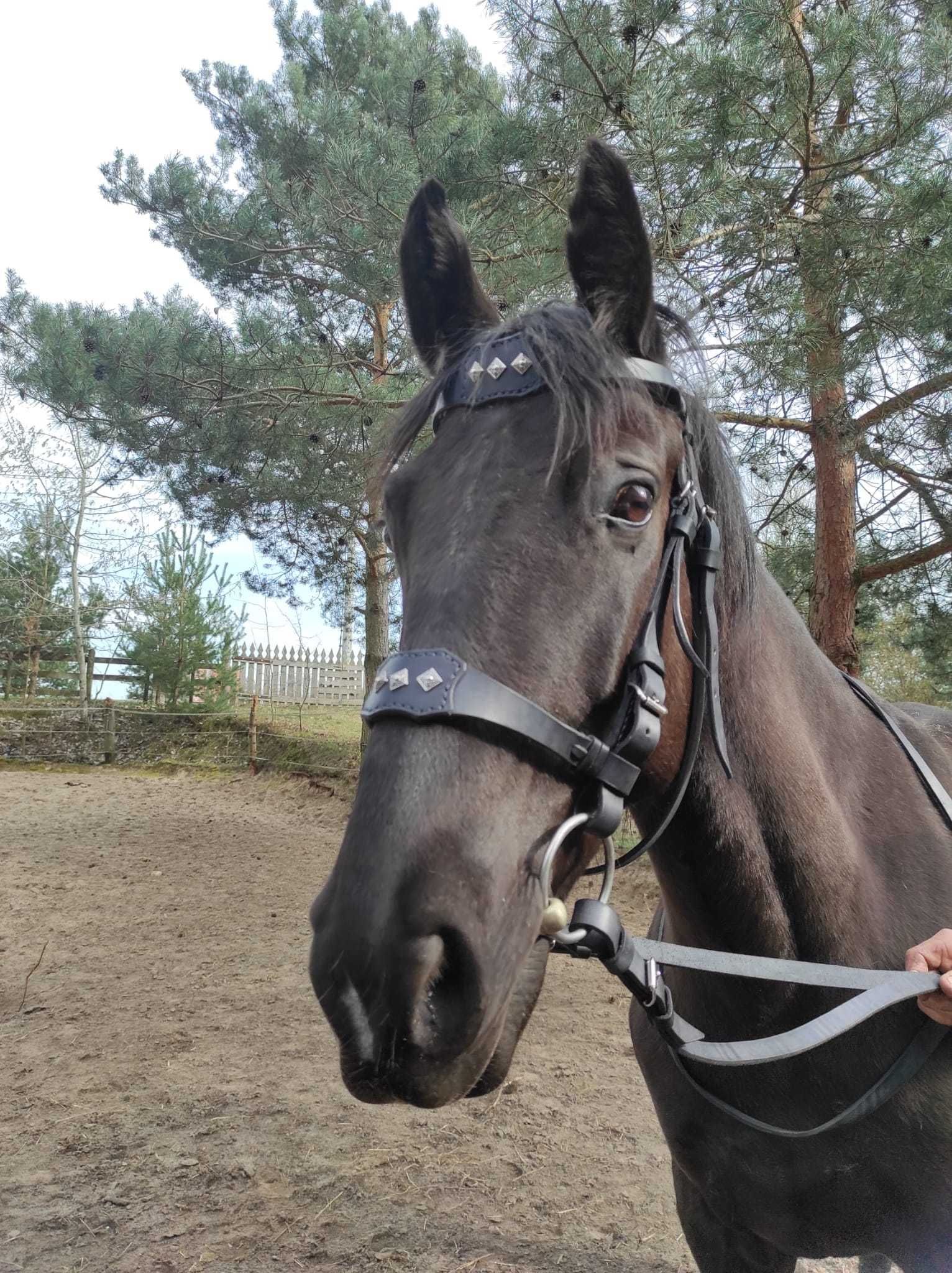 Ogłowia historyczne - medieval bridle