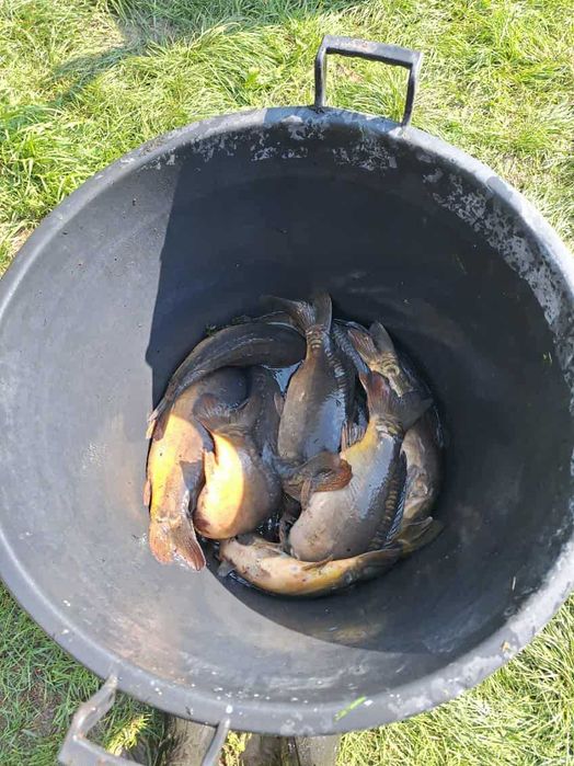 Karpie zarybieniowe kroczek duży 2-5 na kg narybek karp handlowy 3kg