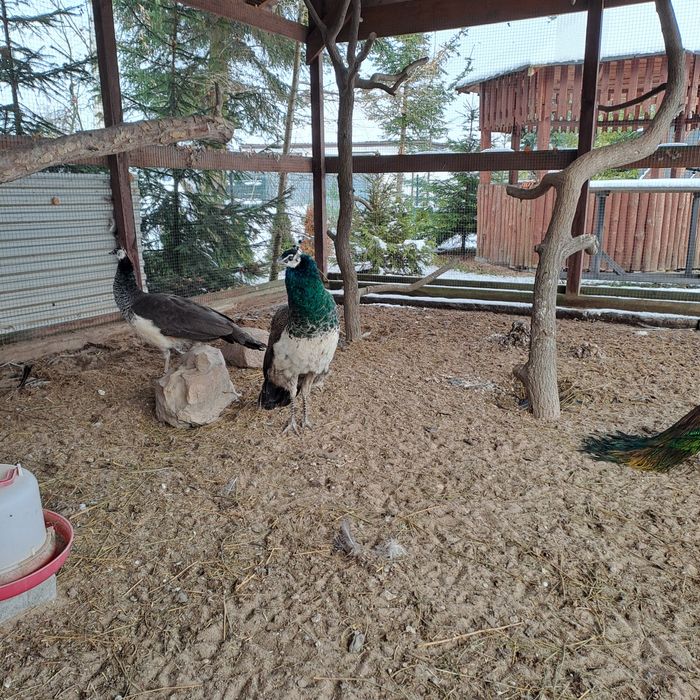 Sprzedam pawia samca