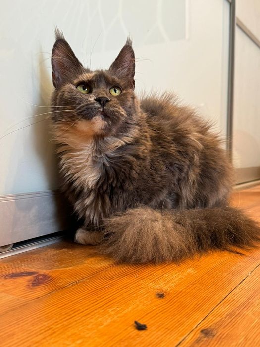 Maine coon kotka [wysterylizowana]