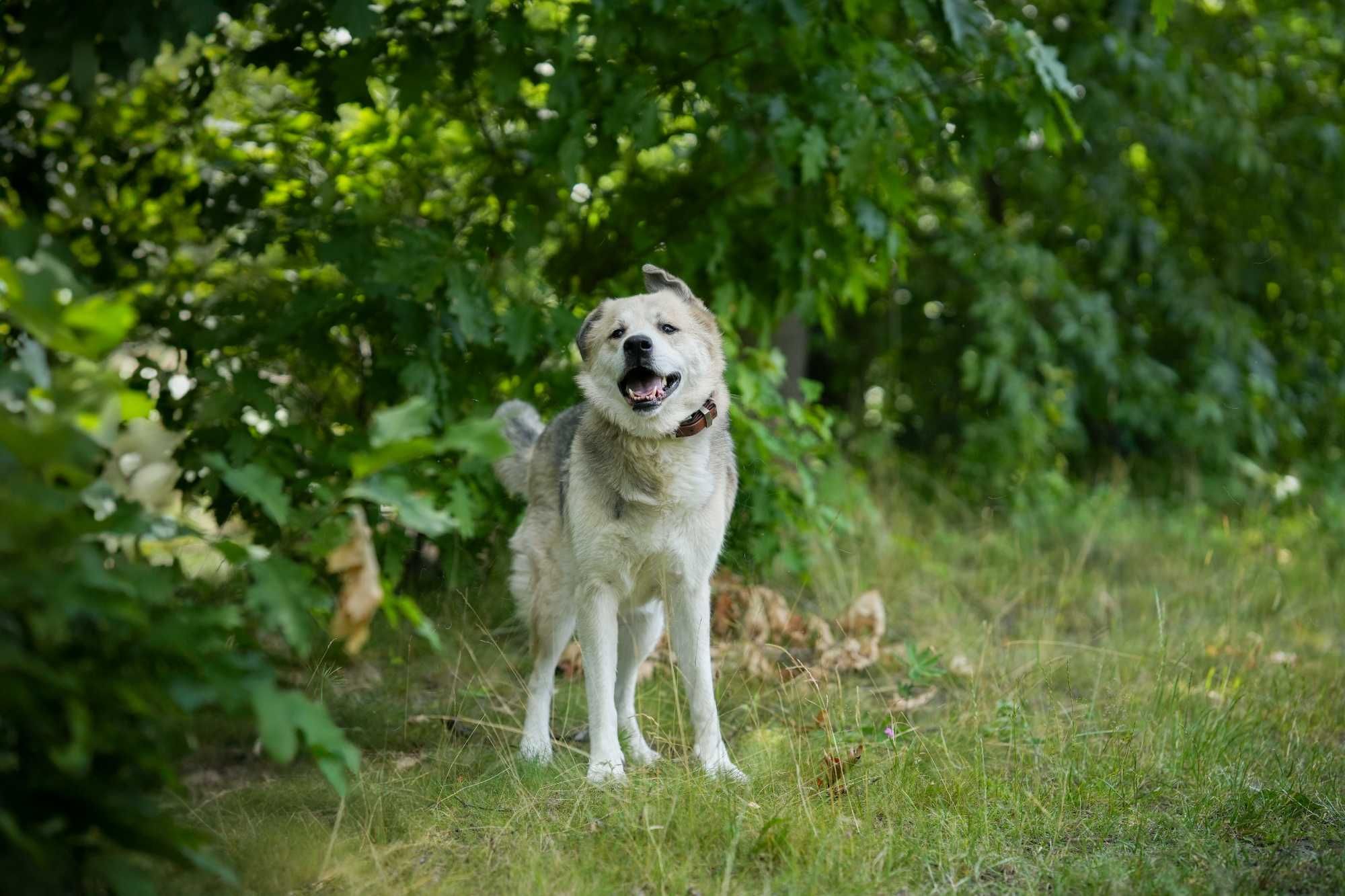 Pluto – pies zmęczony czekaniem na wymarzony dom. Odmienisz jego los?