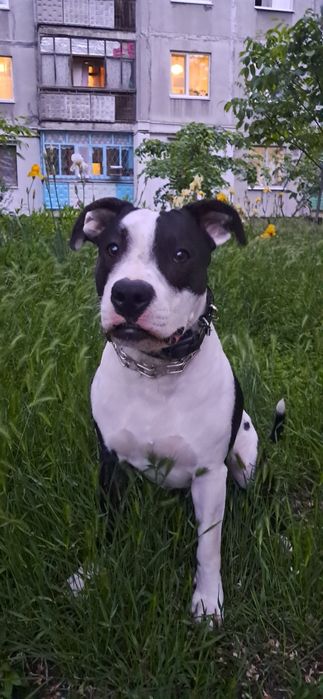 Для Вязки Мальчик АмСтафф.