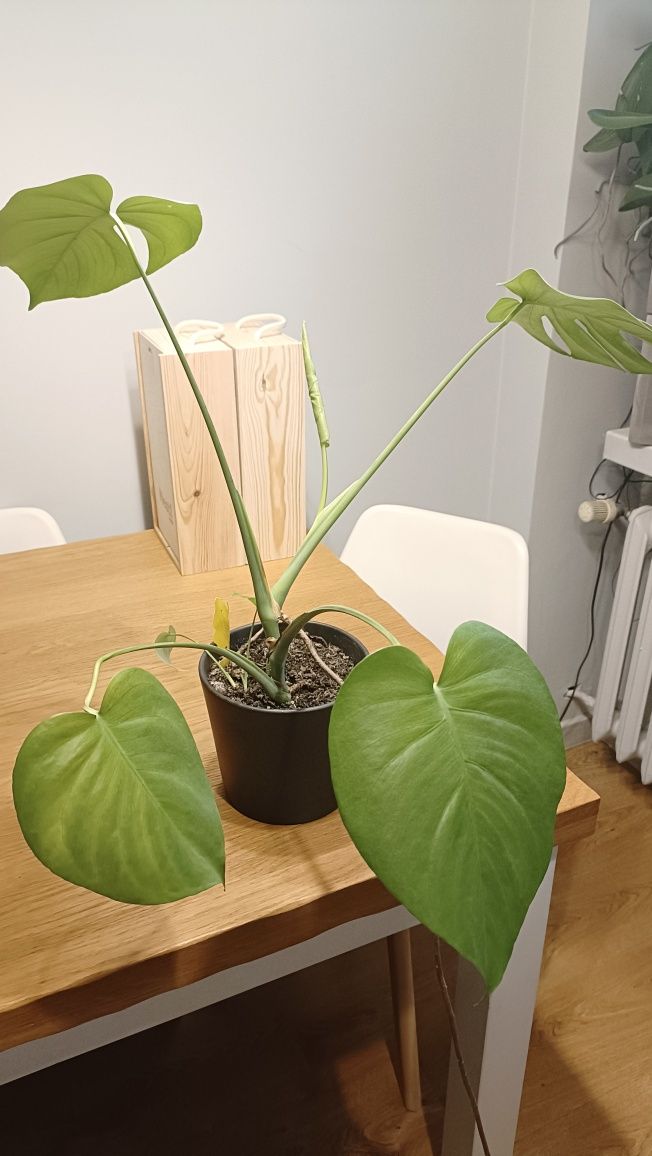 Kwiat monstera z małymi sadzonkami